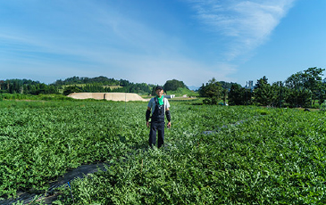 東北パートナーズ農園 すいか畑