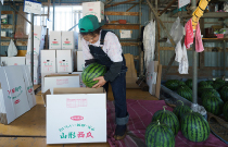 東北パートナーズ農園 すいか箱詰め