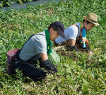 東北パートナーズ農園 すいか畑