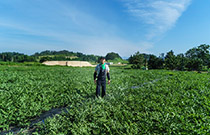 東北パートナーズ農園 すいか畑