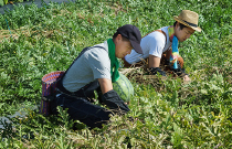 東北パートナーズ農園 すいか畑