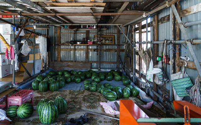 東北パートナーズ農園 すいか収穫