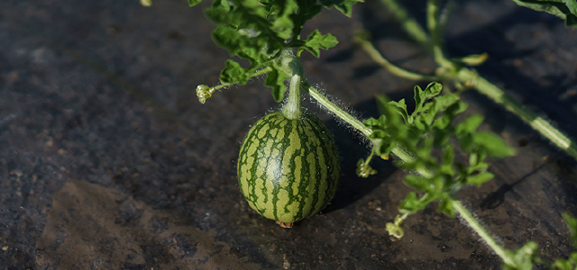 東北パートナーズ農園 すいか