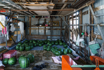 東北パートナーズ農園 すいか収穫