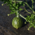 東北パートナーズ農園 すいか