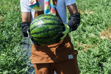 東北パートナーズ農園 すいか収穫