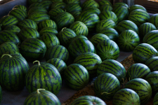 東北パートナーズ農園 すいか収穫